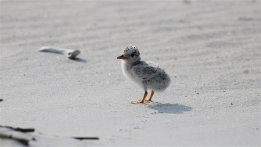 Georgia bird conservation group gains 2 grants for coastal restoration