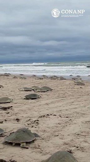 Se registra la primera arribada de tortuga loraen el Santuario Playa Rancho Nuevo, en Tamaulipas