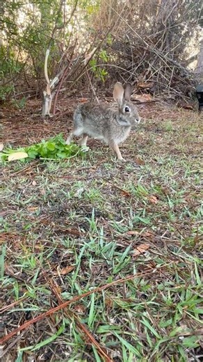 🐰 Getting to Know Wild Bunny Bailey!