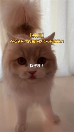 ねぎま【スコティッシュフォールド】 on Instagram: "#PR #モンプチ ねぎまの大好物のモンプチ クリスピーキッスをあげたら食欲が大爆発✨笑 ドライタイプ猫用スナック売上No.1*の猫ちゃんに大人気の商品🐱 みんなの愛猫さんにもあげてみてね〜！ ＊インテージSRI+猫用スナックドライタイプ市場2024年10月〜2025年9月累計販売金額 #モンプチクリスピーキッス #osina #猫あるある"