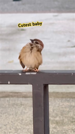 Meet This Tiny Fluffy Chick! 🌾🐣 #babychicks #singapore #birds