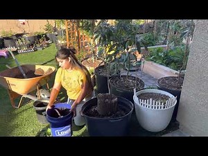 STOP Buying Avocados! My Guide to Growing Avocado Trees In Pots