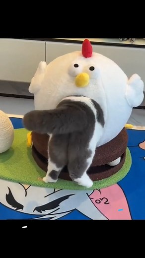 8.8K reactions · 503 shares | Post Christmas activities with chonky cats 藍❤ | Mr Pandawg | Facebook