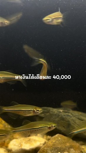 หาเงินเดือนละ 4 หมื่นด้วยธุรกิจปลาลำธาร