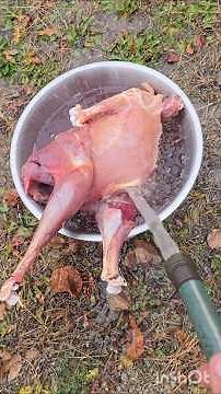 How I process a Wild Turkey for eating! #thanksgivingturkey #turkeyhunting #outdoors #wildfood