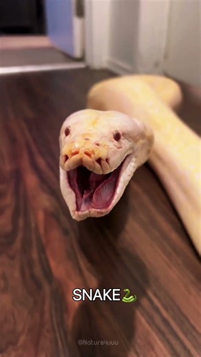Animals with the Most Extraordinary Eggs #animals #youtubeshorts #shorts