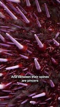Long Journeys of Tiny Spaceship-Shaped Sea Urchin Larvae | #DeepLook #Shorts