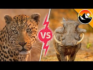 Leopard vs. Warthog!