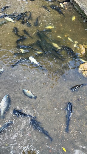 3.7K views · 474 reactions | Almost a fish rescue! The only one disappointed was the heron.  | Wild West Wildlife Rehabilitation Center | Facebook