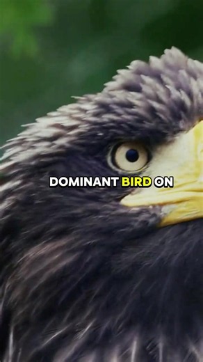 The Most Dominant Bird on Earth Meet the Harpy Eagle #HarpyEagle#Wildlife #Animals #BirdsOfPrey