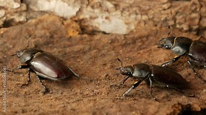 Female stag beetle close-up on the bark of a tree without horns.