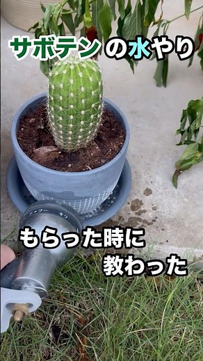 サボテンの水のやり方？ #サボテン #水やり #観賞植物 #家庭菜園 ガーデニング