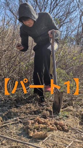 【パート1】畑でキク芋の収穫 #music #food #natural #野菜 #中学生 #オーガニック #いも