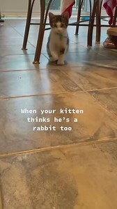 wdym he literally is a rabbit | Your morning awe