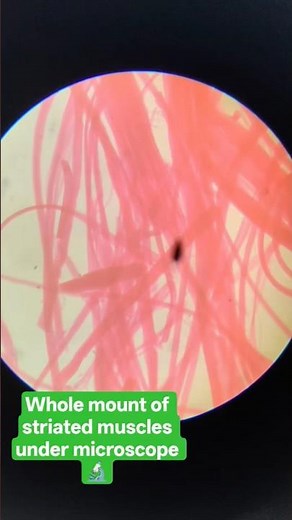 Striated muscles under microscope 🔬#biologyshorts #biology #muscle #tissue