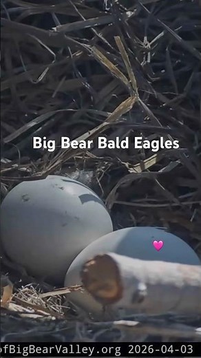 We have a PIP 🐣💕🥳 April 3,2026 ~ BIG BEAR BALD EAGLE Live Nest- Cam 1 FOBBV 🦅 #eaglecam