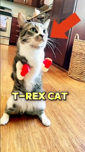 This T-Rex cat gets an unexpected gift