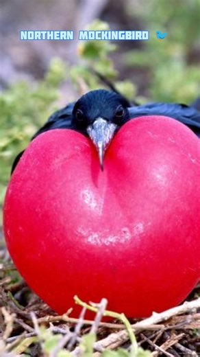 5 दुनिया कि अजीबो गरीब पक्षी 🐦🌳#jimcorbettwildlifeandnatureview 😏#youtubeshorts #facts