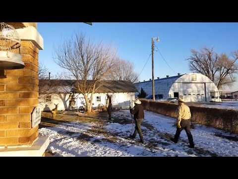 Pet deer shot by game warden