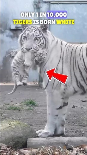 The Rarest Tiger Color Makes Hunting Nearly IMPOSSIBLE🐾❄️