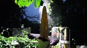 The titan arum - the largest flowering structure in the world - creates its own heat to spread its stench of rotting flesh. This video is from last year but we're hoping another titan arum will bloom at Eden this year - keep an eye on Facebook for updates. Full video here: https://youtu.be/5Jg-GlCXpEI | Eden Project