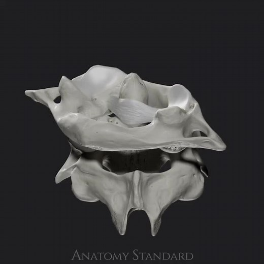 Demonstration of the Transverse ligament of atlas and its function. #biomechanics #cervical #anatomy #anatomystandard #anatomyart #humananatomy #medicalillustration #medicineart #3danatomy