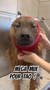Tao's having a major molt! 🐾 #grooming #dog #eurasier