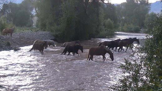 The Hideout Lodge & Guest Ranch horses crossing Shell Creek in Shell, Wyoming. Three peaceful minutes of beautiful horses. | The Hideout Lodge & Guest Ranch