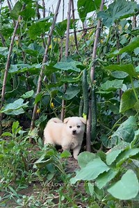 25K views · 828 reactions | Omg so absolutely adorable 殺 | Everyday Moments | Facebook