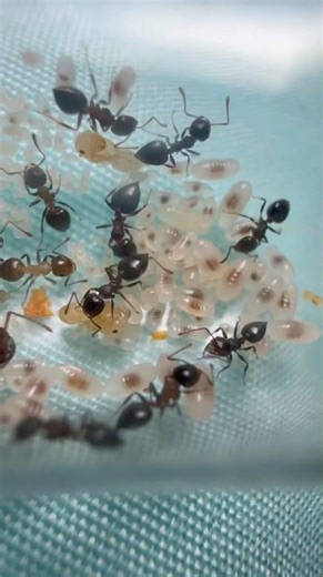 A close look into my Crematogaster Colony #ants #naturedocumentary #ecosystem #macro