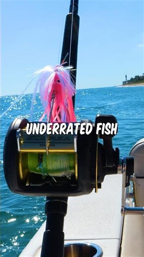 The MOST Underrated Fish Lives Right Near The Beach! #fishing #shorts