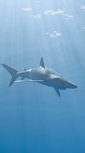 137K views · 3.3K reactions | Blue sharks use their countershading camouflage to sneak up on their prey—which fortunately doesn't include Bertie Gregory 麗 #DolphinsUpClose with Bertie Gregory is now streaming on Disney+ and Hulu. | National Geographic Animals | Facebook