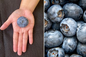 Australian blueberry 70 times larger than normal nabs world record for heaviest berry