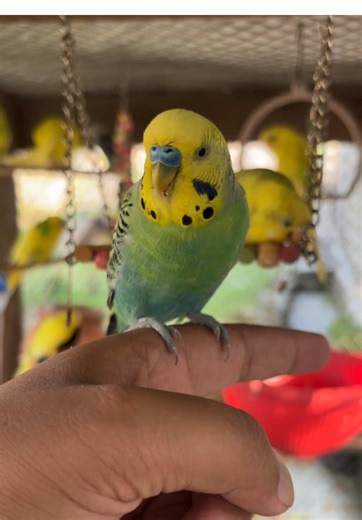 Joyful Moments with a Parrot in Nature