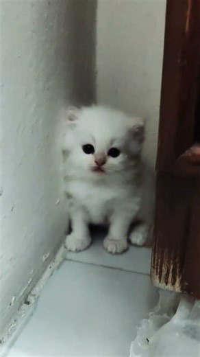 my baby doll ❤️#cat #cute #funny #