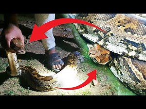 Amazing Snake Catching Video | Unbelievable Snake Rescue Skills#Snake #wildlife