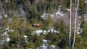 Moose feeding | Millertown Junction Cabin Area