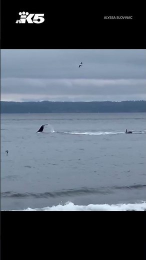Orca pod puts on a show at Seattle beach