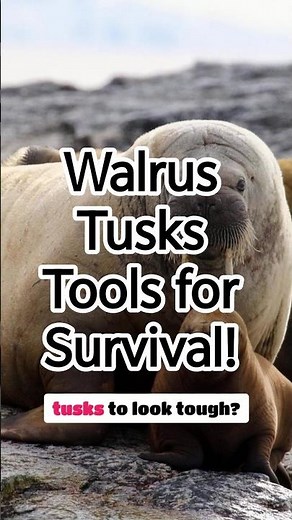 Walrus Tusks Tools for Survival!