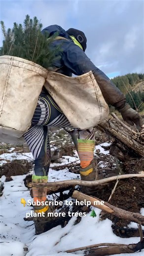 Forestry worker tree planting Scottish woodland Sitka spruce winter work snow