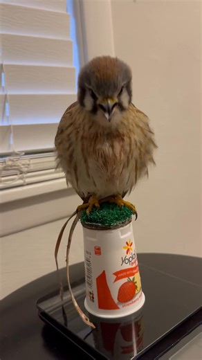 A casting is a lump of indigestible furbone that a bird throws up. Usually called a pellet in owls! #Falcon #BirdOfPrey #Wildlife #Falconry #ReelItFeelIt #WatchThis #ViralReels #ReelOfTheDay #MustSee #IncredibleNature #fblifestyle | Bird Hunting