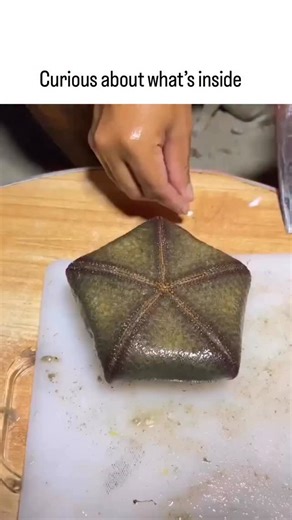 @funnyrrel | The video shows a hand dissecting a cushion starfish (Culcita novaeguineae), a coral-feeding echinoderm common in Indo-Pacific reefs,... | Instagram