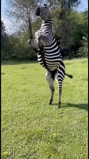 1.8K views · 15 reactions | A zebra can jump on two legs. 煉 #funny | Olivia Davis | Facebook