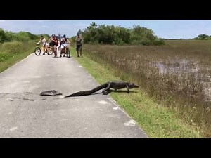 Alligator eating a soft shell turtle in Shark Valley Everglades National Park.