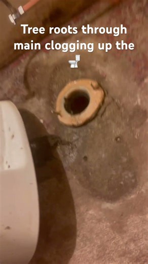 A day in the life of a plumber. Tree roots growing through the main causing all sorts of issues