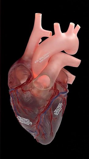 The Human Heart Like You’ve Never Seen It Before 🫀