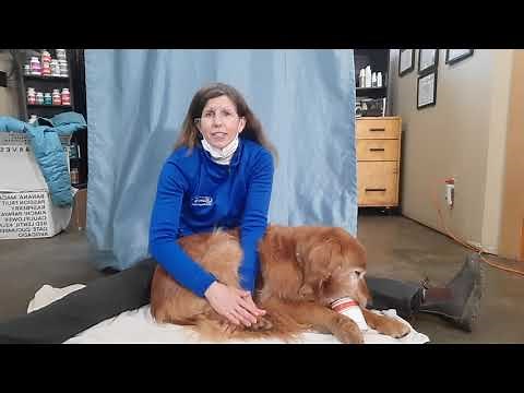 Help your dog with hip dysplasia