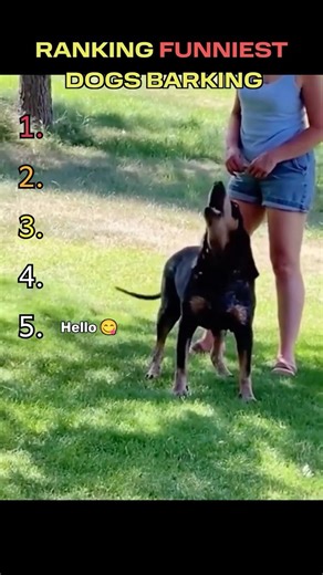 Funniest Dog Barks Caught on Camera 😂🐶