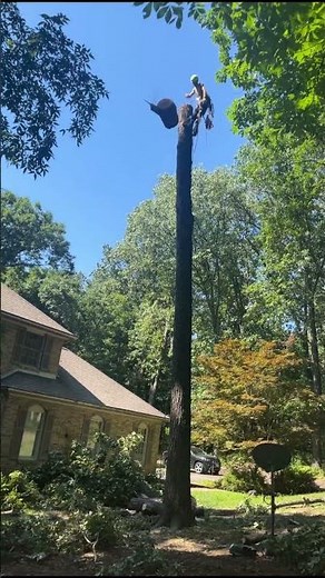TREE REMOVAL! WATCH WHAT HAPPENS NEXT