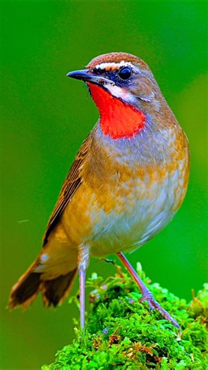 Forest Morning Birds Singing – Relaxing Birdsong for Sleep, Study & Stress Relief